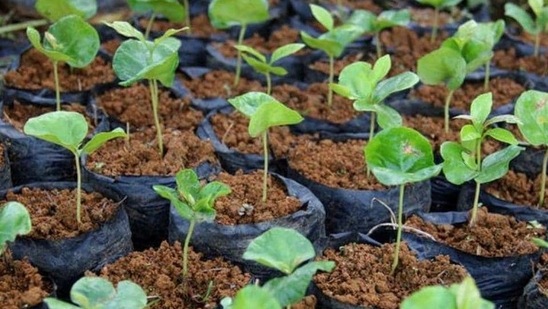 Around 6.7 million new saplings were planted in Delhi during the plantation season from June to September, between 2016 and 2019.(Reuters file photo. Representative image)