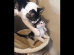 The image shows the mama kitty holding the little one back.(Reddit) The image shows the mama kitty holding the little one back.(Reddit)