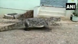 The image taken from the video of the crocodile spotted in Karnataka.