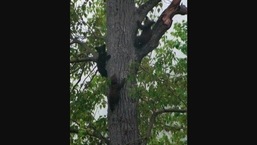 The tree bearing the strange fruit. 