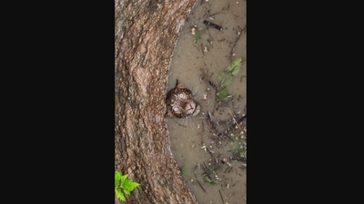 The image shows the trapped leopard. (Twitter/@ANI)
