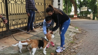 The judgment says community dogs can be fed, and that animal lovers have the right to feed them. The judgment says community dogs can be fed, and that animal lovers have the right to feed them.