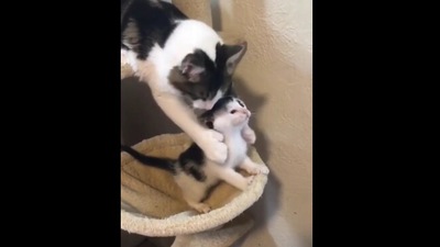 The image shows the mama kitty holding the little one back. (Reddit)