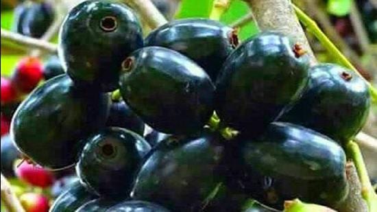 First batch of UP’s special jamun exported to London - Hindustan Times