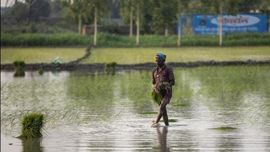 A farmhand prepares to sow rice saplings at a flooded paddy field. (HT FILE)