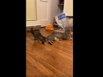 The kitten playing with the 'toy' that just happens to be its mama cat's tail. (Reddit/knitknitpurlpurl) The kitten playing with the 'toy' that just happens to be its mama cat's tail. (Reddit/knitknitpurlpurl)