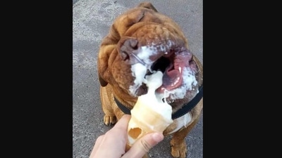 The image shows the dog enjoying ice cream. (Instagram/@dave_the.aussie)