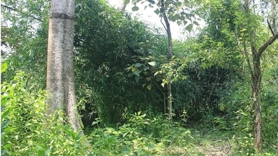The Indian leopard has been listed as a vulnerable species on the International Union for Conservation of Nature (IUCN)--an international organization working in the field of nature conservation and sustainable use of natural resources-- because of its depleting population. (Parikhit Saikia / HT Archive)