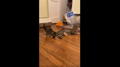 The kitten playing with the 'toy' that just happens to be its mama cat's tail. (Reddit/knitknitpurlpurl)