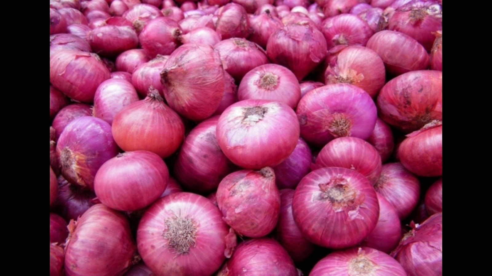 Haryana to give ₹8,000 per acre for kharif onion cultivation
