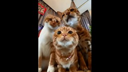 The image shows the cute cats.