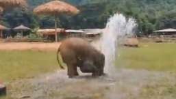 The image shows an elephant playing in an open field.