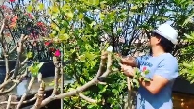 Sachin Tendulkar: Sachin shared a video o himself watering his plants on Instagram and captioned it, "Me with my plants 🌱... a special connection I treasure. All of us can do with more green around us.." (Instagram/@sachintendulkar)