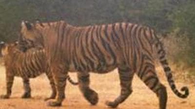 The man was attacked by the tiger when he was working in his field on the outskirts of his village. (photo courtsey- Forest Department/ Representative use)