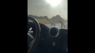 The image shows a camel standing in the middle of a road. (Reddit/@daddy_qaht)