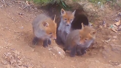 The image shows the fox triplets. (Instagram/@chesterzoo)