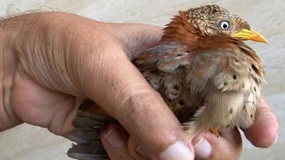 The rescued buttonquail in Sanjiv Khanna’s hand. (PHOTO: SANJIV KHANNA) The rescued buttonquail in Sanjiv Khanna’s hand. (PHOTO: SANJIV KHANNA)