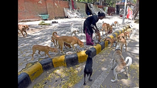 Animal lovers say that having designated feeding spots will help maintain peace between dog lovers and other members of the community. (Photo: Sonu Mehta/HT) Animal lovers say that having designated feeding spots will help maintain peace between dog lovers and other members of the community. (Photo: Sonu Mehta/HT)