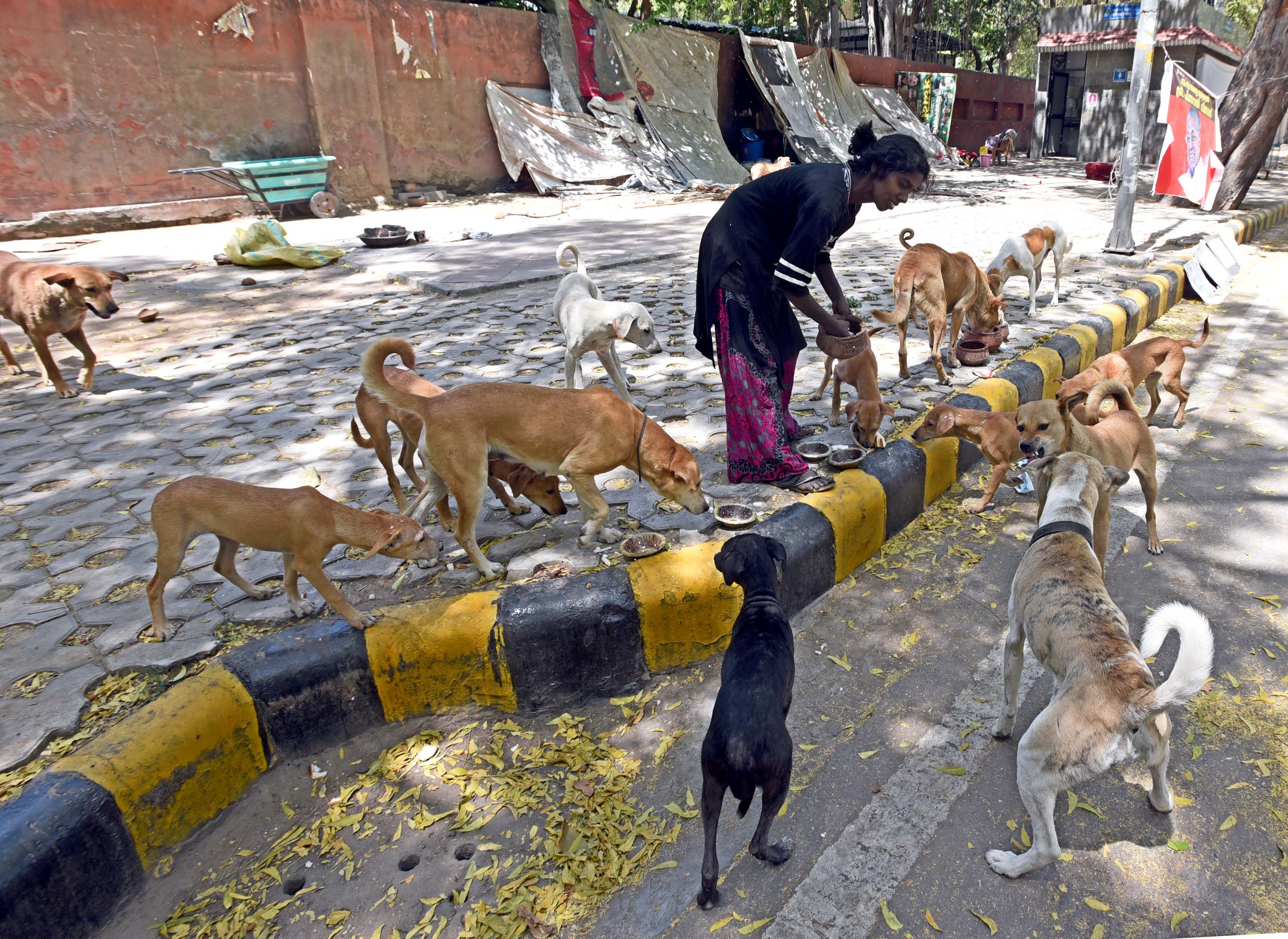 Animal lovers say that having designated feeding spots will help maintain peace between dog lovers and other members of the community. (Photo: Sonu Mehta/HT) Animal lovers say that having designated feeding spots will help maintain peace between dog lovers and other members of the community. (Photo: Sonu Mehta/HT)