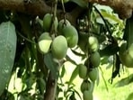 The mango tree developed this ability due to experiments by the horticulturists. The mango tree developed this ability due to experiments by the horticulturists.