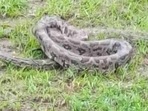 The image shows the python rescued from Kalahandi.(ANI) The image shows the python rescued from Kalahandi.(ANI)