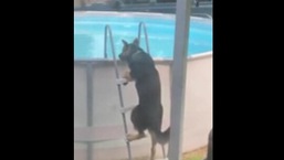 The image shows the doggo getting into the pool.