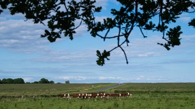 A herd of cows is seen on June 15 on a field in Stevns, Denmark. "Playing for cows is a continuation of what I've always done in my solo career: I'm passionate about taking classical music out of the concert hall," Jacob Shaw told AFP. (Jonathan Nackstrand / AFP) A herd of cows is seen on June 15 on a field in Stevns, Denmark. "Playing for cows is a continuation of what I've always done in my solo career: I'm passionate about taking classical music out of the concert hall," Jacob Shaw told AFP. (Jonathan Nackstrand / AFP)