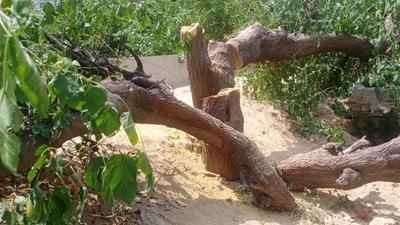 The trees were axed with the help of a cutter in the dead of the night. (HT Photo) The trees were axed with the help of a cutter in the dead of the night. (HT Photo)