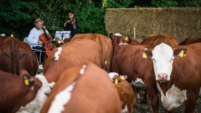 A herd of cows gather as cellist Jacob Shaw (L) and violinist Roberta Verna (R) play a concert of classical music on June 15 in Stevns, Denmark. "Everyone could see from the first time that they liked it, so we continued. Now they are getting used to it and the result is that they are fantastically pleasant and healthy animals," the cellist, who also runs a music festival in France's Charente department, said. "They are calmer and more relaxed. They are easier to approach," Haugaard said. (Jonathan Nackstrand / AFP) A herd of cows gather as cellist Jacob Shaw (L) and violinist Roberta Verna (R) play a concert of classical music on June 15 in Stevns, Denmark. "Everyone could see from the first time that they liked it, so we continued. Now they are getting used to it and the result is that they are fantastically pleasant and healthy animals," the cellist, who also runs a music festival in France's Charente department, said. "They are calmer and more relaxed. They are easier to approach," Haugaard said. (Jonathan Nackstrand / AFP)