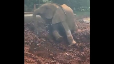 The video of the elephant has prompted people to share love-filled comments. (Twitter/@SheldrickTrust)