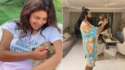 The collage shows Priyanka Chopra and Varun Dhawan with their dogs. (Instagram/@priyankachopra, @ varundvn) The collage shows Priyanka Chopra and Varun Dhawan with their dogs. (Instagram/@priyankachopra, @ varundvn)