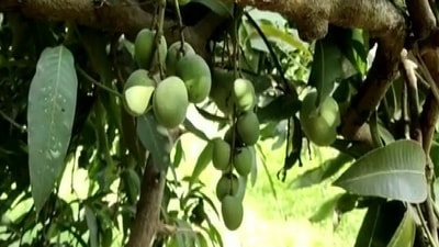 The mango tree developed this ability due to experiments by the horticulturists.