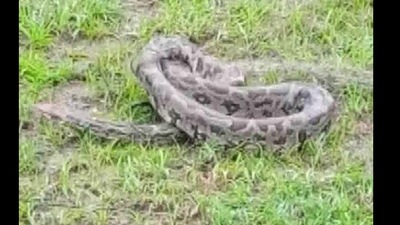 The image shows the python rescued from Kalahandi. (ANI)