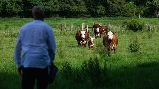 A herd of cows (R) walks through a field as towards cellist Jacob Shaw (L) ahead the start of his classical music concert on June 15 in Stevns, Denmark. "During corona, of course, it wasn't always possible and we decided to move on to the next best thing: playing for animals," the 30-year-old Shaw said. In the autumn, he convinced a music-loving farmer to expose his beef cattle to classical music to improve their welfare.(Jonathan Nackstrand / AFP)