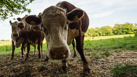 Cows pictured on June 15 in Stevns, Denmark. "When he told me about it, I didn't think it was crazy but rather exciting. I feel the calming effect of music on my own body, so I thought it would be the same for the cows, and I was right," Mogens Haugaard said. The cows were first introduced to the classical repertoire through loudspeakers installed in their barn in the winter, but it quickly seemed to strike a chord with the bovine audience.(Jonathan Nackstrand / AFP)
