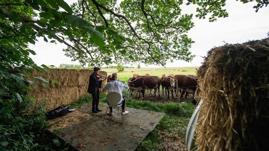 A herd of cows gathers as cellist Jacob Shaw (C) and violinist Roberta Verna (L) play a concert of classical music on June 15 in Stevns, Denmark. Cattle even have their preferences, Shaw argues, even if the subtlety may escape the layman. "They react differently to different pieces, we played something that was slightly catchier and a bit more modern and a lot of them didn't like it and left," he said.(Jonathan Nackstrand / AFP)