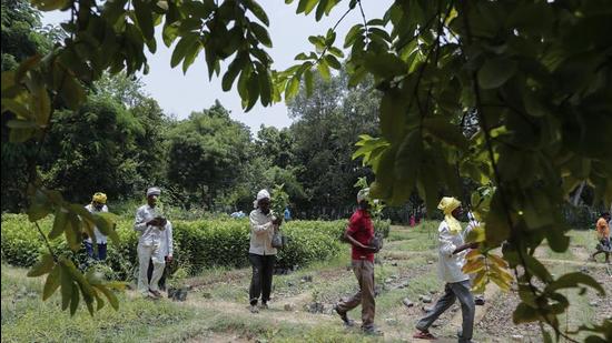 Workers on the way to plant saplings on the outskirts of Prayagraj in Uttar Pradesh on Sunday. (AP Photo)