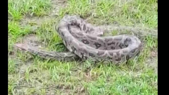 The image shows the python rescued from Kalahandi.(ANI)