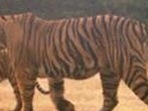 Last year, the Rajasthan government announced its plan to develop the Bundi sanctuary as a tiger reserve to provide a second habitat for tigers in the Ranthambore Reserve.