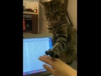 The video shows the cat sitting next to its human as they work on their laptop. (Reddit/Mysterious-Effort-99) The video shows the cat sitting next to its human as they work on their laptop. (Reddit/Mysterious-Effort-99)