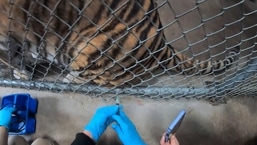 A tiger receives a COVID-19 vaccine at the Oakland Zoo in Oakland, Calif. Tigers are trained to voluntarily present themselves for minor medical procedures, including COVID-19 vaccinations. The Oakland Zoo zoo is vaccinating its large cats, bears and ferrets against the coronavirus using an experimental vaccine being donated to zoos, sanctuaries and conservatories across the country. 