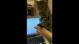 The video shows the cat sitting next to its human as they work on their laptop. 