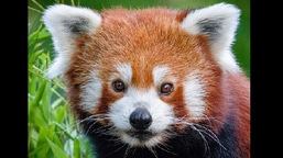 The image shows Jang the red panda.