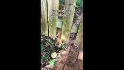 The video shows the dog looking sadly at his green coloured ball. 