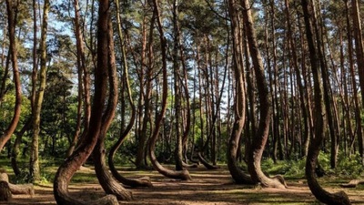 Crooked Forest, Poland: Around 400 pine trees planted 80 years ago in the forest are weirdly shaped. While some believe it to be an outcome of a storm, some say that the people who planted it tried a new technique of plantation. (Instagram/@visitszczecin)