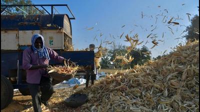 Farmers separate the husk after threshing their harvest. (HT FILE PHOTO)