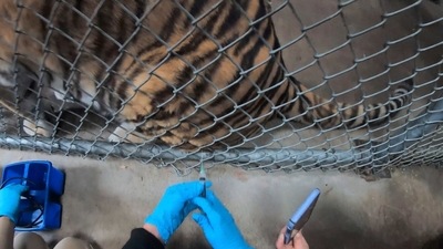 A tiger receives a COVID-19 vaccine at the Oakland Zoo in Oakland, Calif. Tigers are trained to voluntarily present themselves for minor medical procedures, including COVID-19 vaccinations. The Oakland Zoo zoo is vaccinating its large cats, bears and ferrets against the coronavirus using an experimental vaccine being donated to zoos, sanctuaries and conservatories across the country. (AP) A tiger receives a COVID-19 vaccine at the Oakland Zoo in Oakland, Calif. Tigers are trained to voluntarily present themselves for minor medical procedures, including COVID-19 vaccinations. The Oakland Zoo zoo is vaccinating its large cats, bears and ferrets against the coronavirus using an experimental vaccine being donated to zoos, sanctuaries and conservatories across the country. (AP)