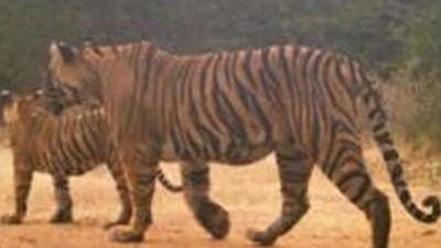 Last year, the Rajasthan government announced its plan to develop the Bundi sanctuary as a tiger reserve to provide a second habitat for tigers in the Ranthambore Reserve. (Representative image) Last year, the Rajasthan government announced its plan to develop the Bundi sanctuary as a tiger reserve to provide a second habitat for tigers in the Ranthambore Reserve. (Representative image)