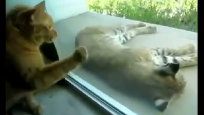 The image shows the house cat waking up the lynx. (Reddit)