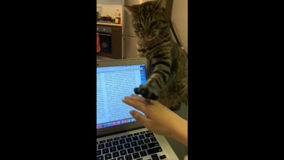 The video shows the cat sitting next to its human as they work on their laptop. (Reddit/Mysterious-Effort-99)